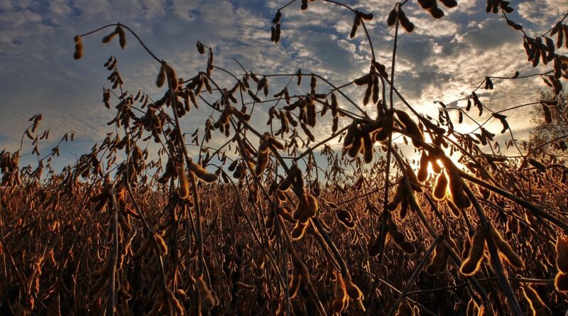 Tarifaço dos EUA não derruba soja brasileira; preços são mantidos pelos portos