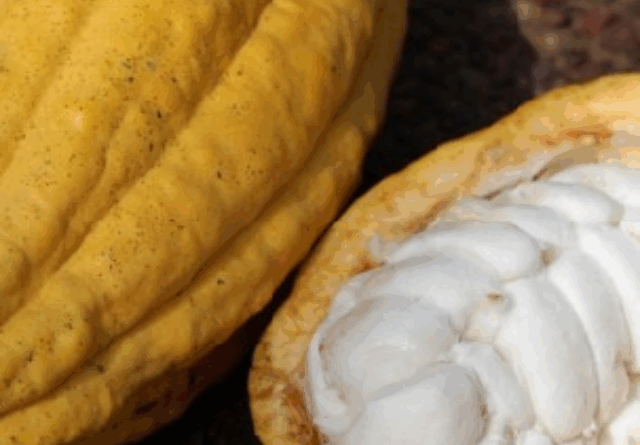 Tarifaço pode trazer prejuízo de R$ 180 milhões ao setor de cacau em 2025