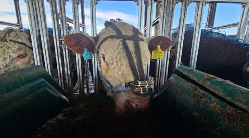 Ciência e produtores do Pampa se unem pela sustentabilidade na pecuária