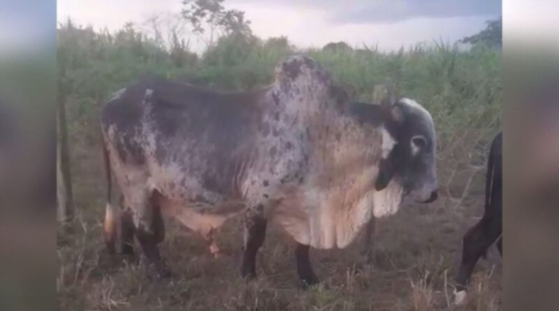 Touro não cobre a vacada? Veterinário explica os motivos e a solução