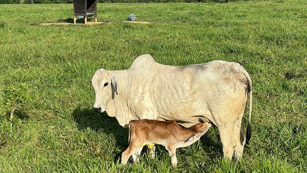 Vaca amamentando seu bezerro recém-nascido. Foto: Carlos Maurício Andrade/Embrapa Acre