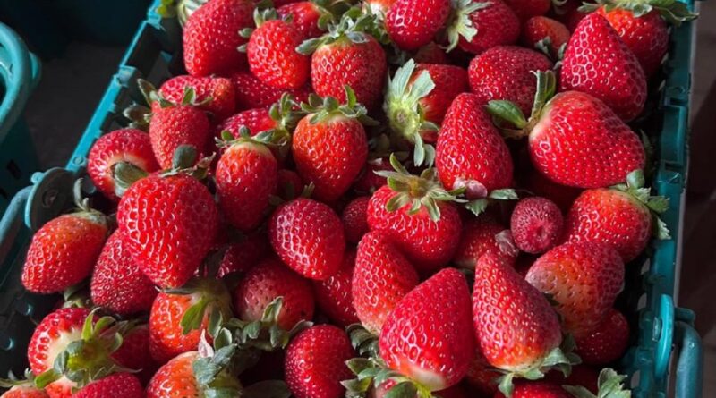 Na foto, há uma caixa repleta de morangos
