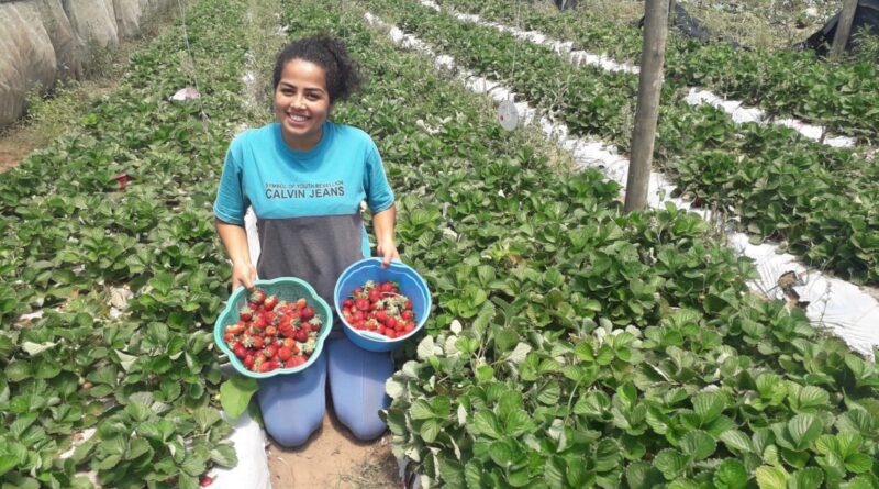 a fruta que virou paixão nacional