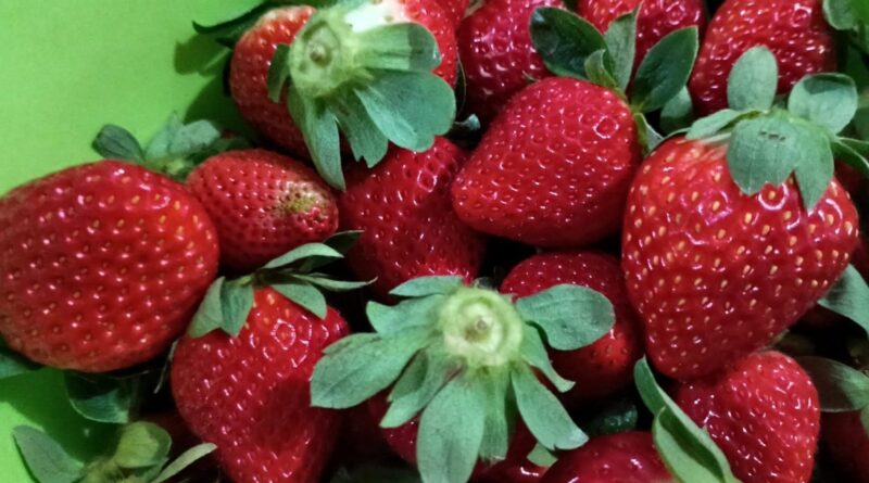 Produtor paulista une mel e morango e cria negócio sustentável no campo