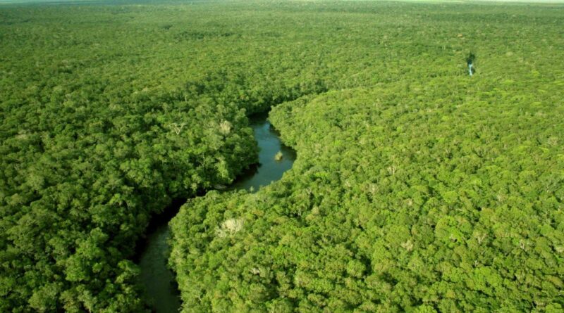 USP aponta potencial de microrganismos da Amazônia no combate a doenças agrícolas