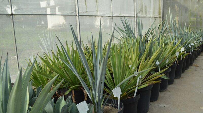 agave produção etanol