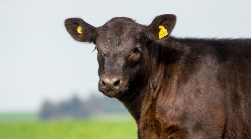 inscrições abertas para prova de eficiência alimentar em animais jovens