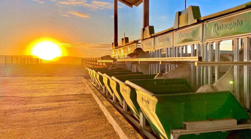 Confinamento automatizado: a receita para uma arroba mais barata e lucrativa