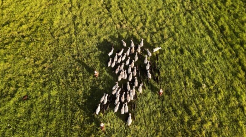 Sistema Antecipasto eleva produção e reduz emissões na pecuária
