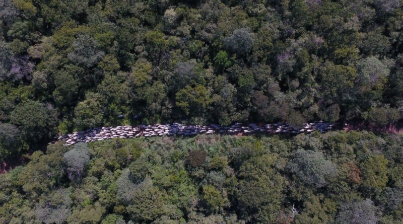 Lula sanciona lei de licenciamento ambiental com 63 vetos