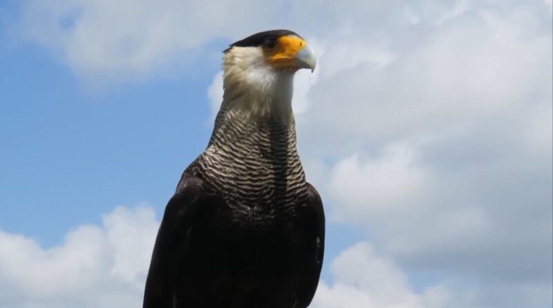 Ataque de carcarás a bezerros: entenda o motivo e como se defender