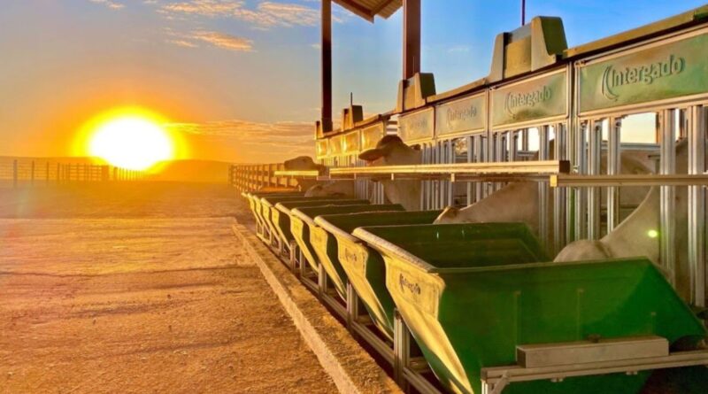 Confinamento de gado: custos caem em julho de 2025 em Goiás e São Paulo