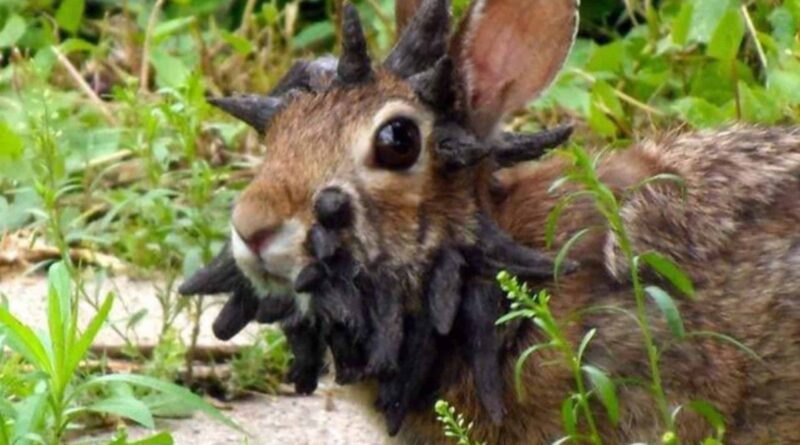 Coelhos selvagens com 'chifres' chamam atenção nos EUA