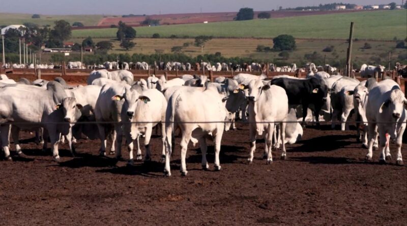 Confinamento de sucesso: como a sanidade e nutrição evitam perdas e aumentam o lucro