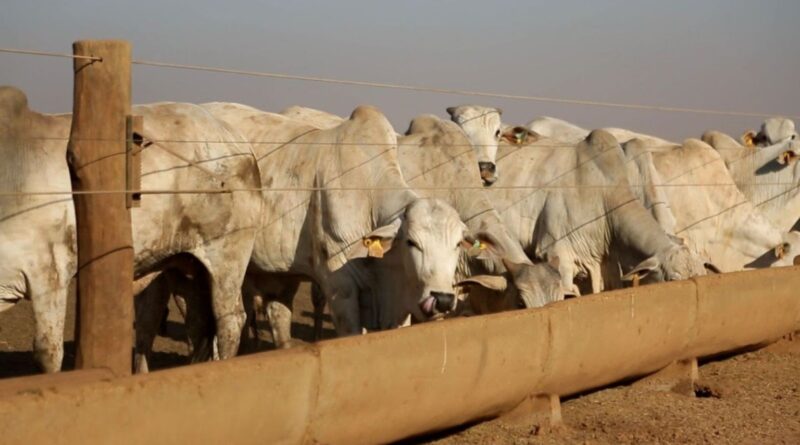 Capim humidícola e sal mineral: um mito que pode prejudicar sua fazenda
