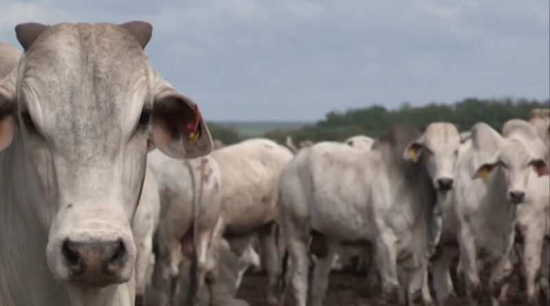 Controle de vermes: por que agosto é a chave para o gado ganhar peso