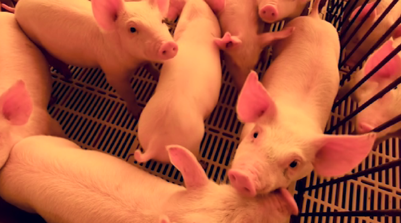 custo de produção, suínos