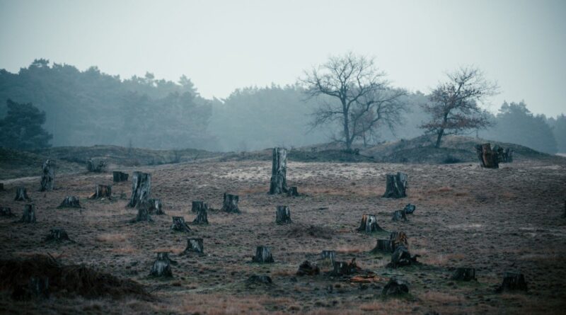 Infração ambiental: nova norma cria risco de 'punição em dobro'; entenda