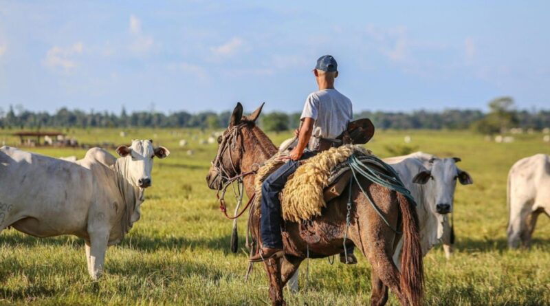 Planejamento na fazenda: a gestão à vista que otimiza o trabalho e aumenta o lucro