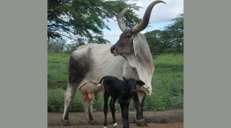 Mais leite com guzerá: a importância de touro girolando com genética comprovada