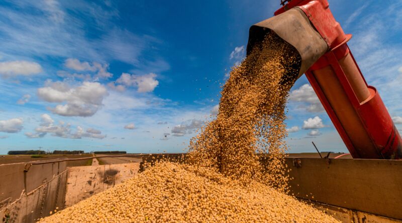 Produção de grãos na Bahia