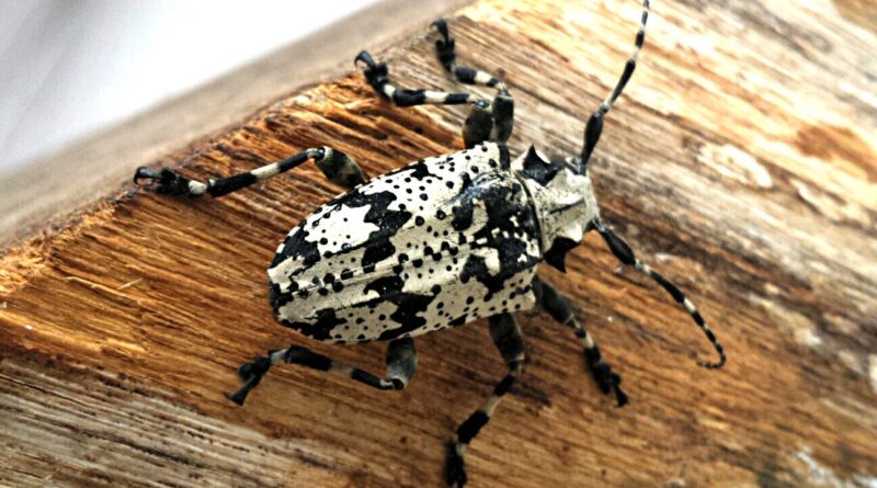 inseticida biológico da Embrapa amplia renda e preserva meio ambiente