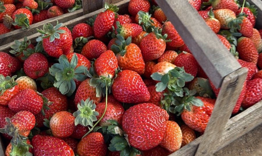 morangos em cestos