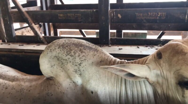 Mosca-dos-chifres: fazenda no Maranhão testa tecnologia inovadora