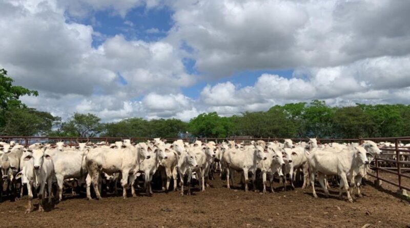 Manejo de novilhas primíparas: o segredo para garantir alta prenhez