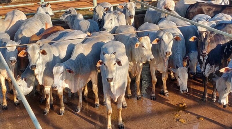Vigilância sanitária em MS: tecnologia da Iagro garante excelência na pecuária