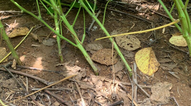 quebramento das hastes de soja - anomalia