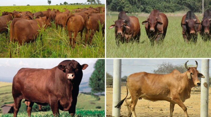 Sindi x senepol: o cruzamento que gera gado ultraprecoce no calor do Brasil