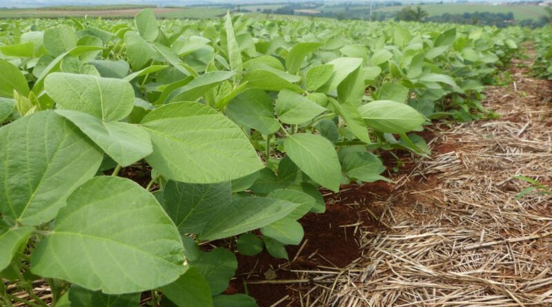 Brasil terá primeira biotecnologia combinada contra dois tipos de nematoide