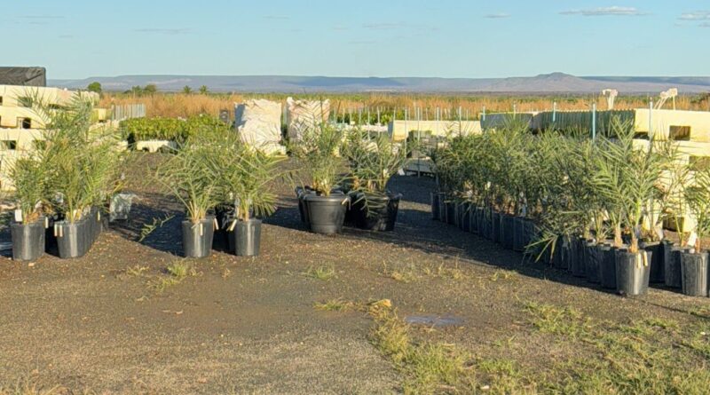 primeiras mudas de tâmaras na Bahia; reunião Bahia, emirádos árabes unidos; seagri adab