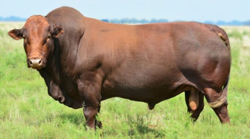 Bonsmara x nelore: o cruzamento que gera gado de carne premium no calor