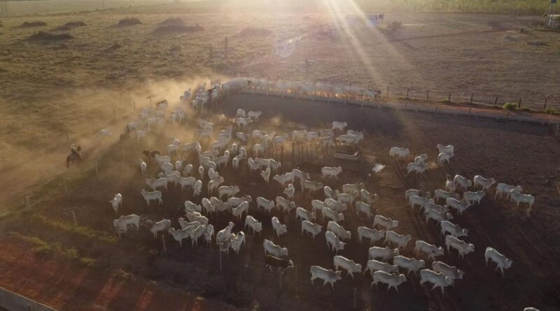 Confinamento dispara rentabilidade e garante otimismo no campo