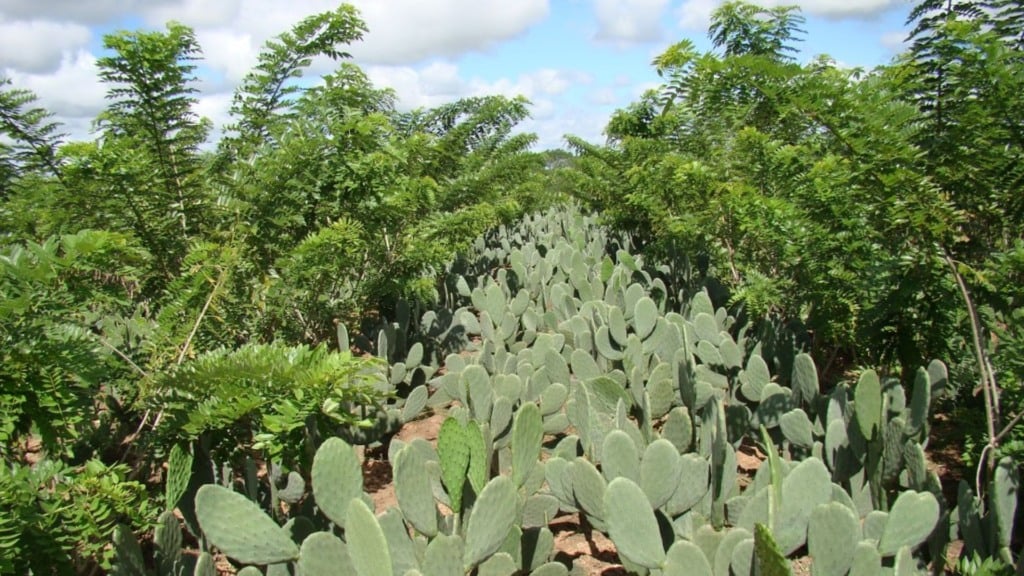 Consórcio de gliricídia com a palma forrageira. Foto: Divulgação/Embrapa Semiárido