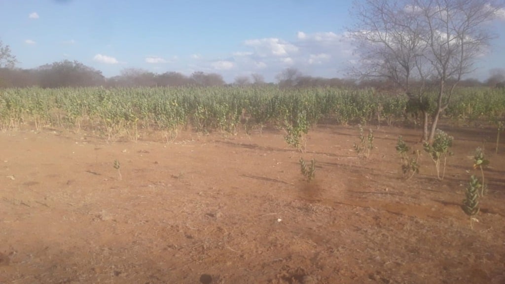 Área de pastagem infestada com o algodão da seda. Foto: Divulgação