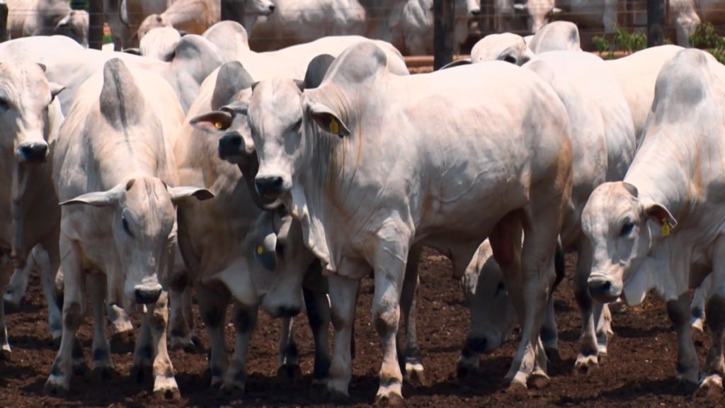 Bovinos em área de confinamento na fazenda Nova Piratinga. Foto: Reprodução/Giro do Boi