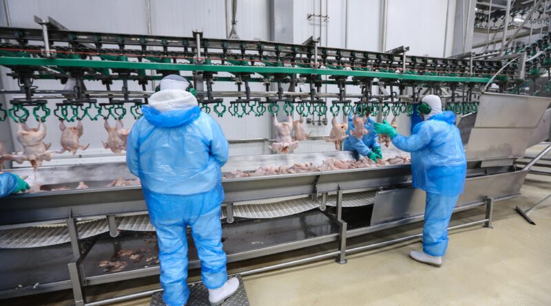 frigorífico frango Paraná