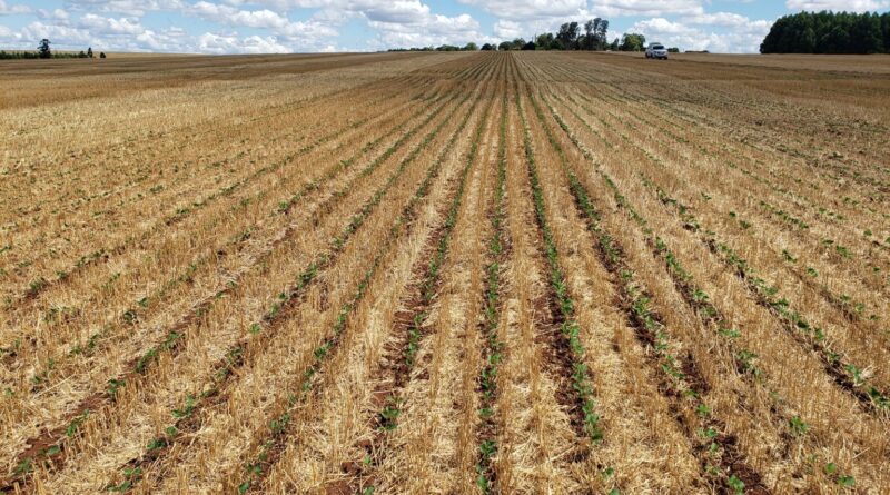 Produtores abandonam áreas arrendadas no RS: “isso não é vida”