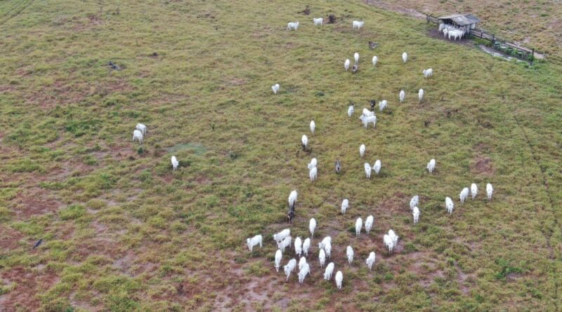 Fazenda em Rondônia inova no manejo de recria e engorda de gado