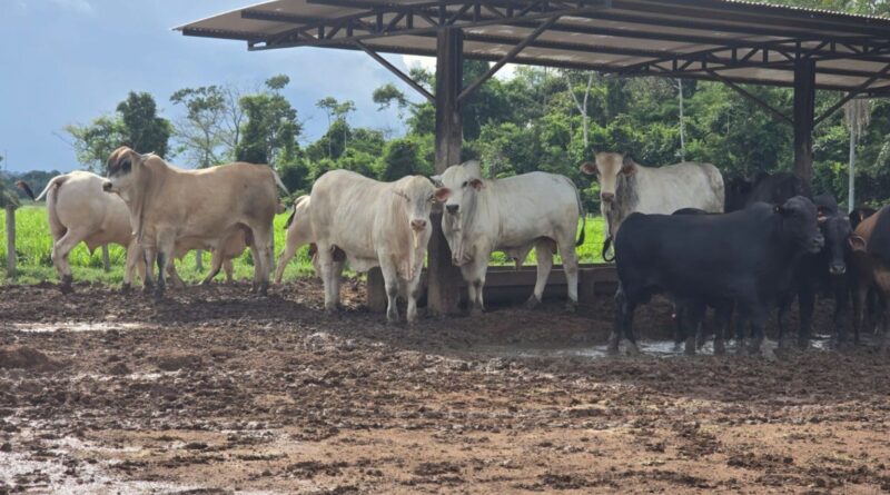 entenda as diferenças para uma suplementação segura