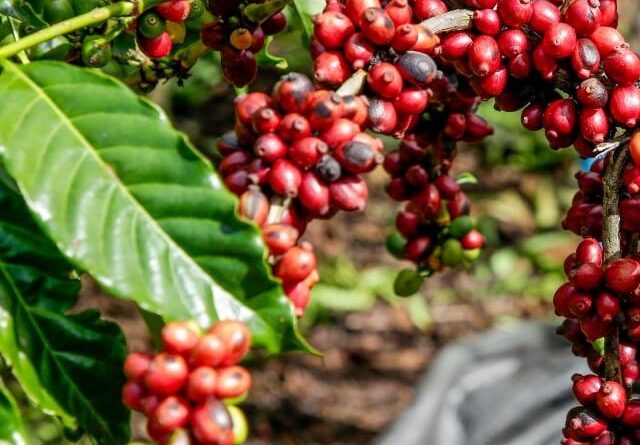 Acordo busca melhorar relações de trabalho na região cafeeira de Minas Gerais
