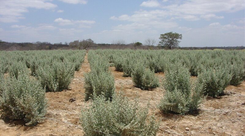 Agricultura biossalina auxilia no combate à escassez hídrica no Semiárido