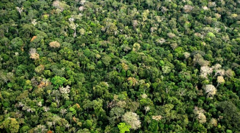 Amazônia, COP28, investimento, Brasil