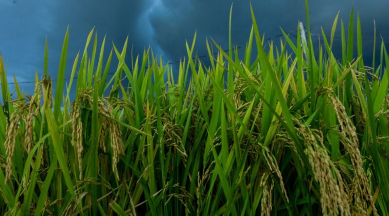 Federarroz pede que produtores reduzam área e foquem em exportação