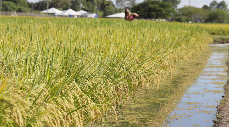 PLANTAÇÃO DE ARROZ