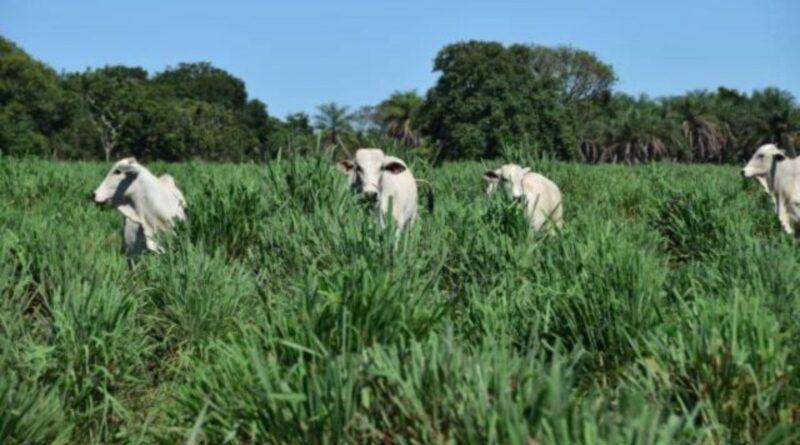 Embrapa lança gramínea BRS Sarandi: a evolução do capim andropogon