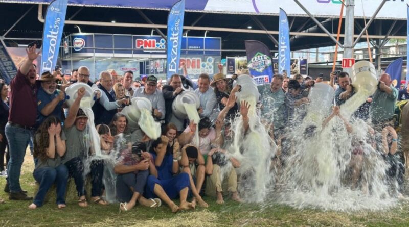 Banho de leite: competição leiteira da Expointer registra recorde
